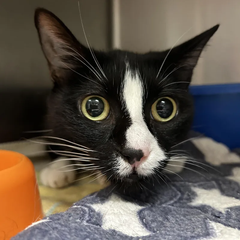An adult medium-sized female Tuxedo cat named Shadow for adoption in La Grange Park, IL