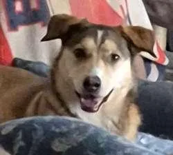 An adult medium-sized female Husky dog named Annie for adoption in Sudbury, MA
