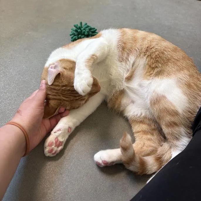 A young medium-sized male Orange / Red Domestic Short Hair cat named Simba and Boots for adoption in Pittsburgh, PA