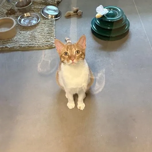 Simba and Boots thumbnail 2