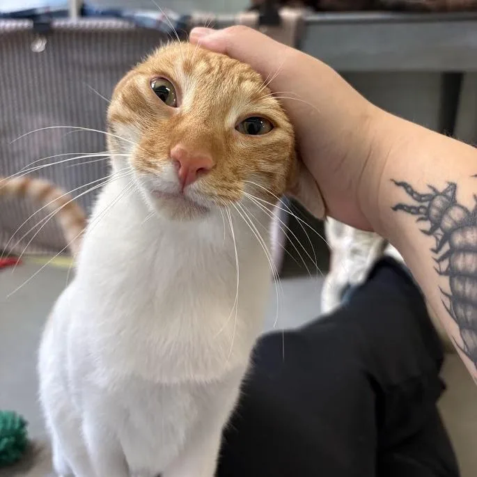 Simba and Boots thumbnail 4