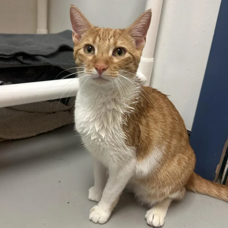 Simba and Boots thumbnail 5