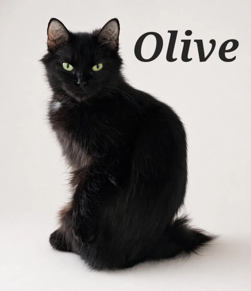 A baby small-sized female Black Domestic Medium Hair cat named Olive for adoption in Monroeville, PA