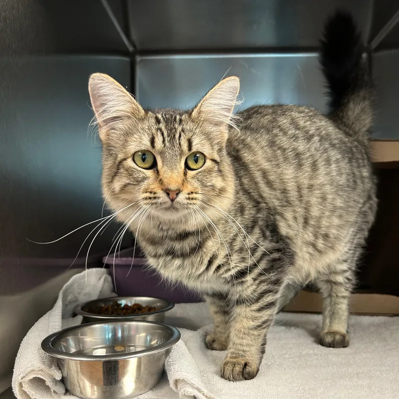A young medium-sized female Tabby (Buff / Tan / Fawn) Domestic Medium Hair cat named Motherboard for adoption in Lindon, UT