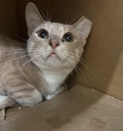 An adult medium-sized male Domestic Short Hair cat named Torque for adoption in Vero Beach, FL