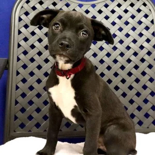 A baby small-sized male Terrier dog named Twixter for adoption in Midland, TX
