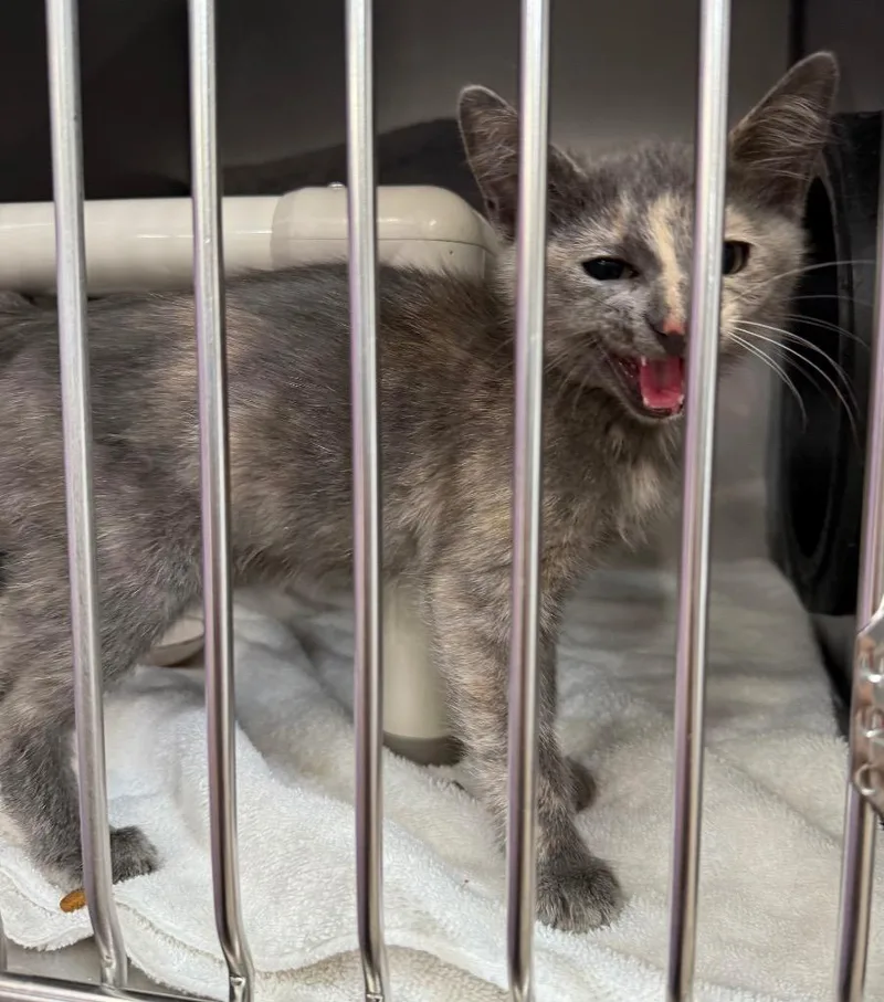 A baby medium-sized female Domestic Short Hair cat named Chloe for adoption in Gillette, WY