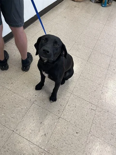 A young large-sized male Labrador Retriever dog named Goofy Goober for adoption in Killeen, TX