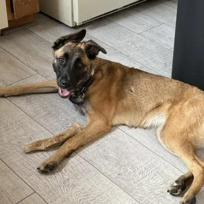 A young medium-sized female Belgian Shepherd / Malinois dog named Isla for adoption in Monticello, MN
