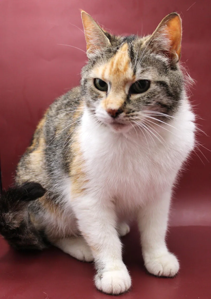 An adult medium-sized female Domestic Short Hair cat named Cleo for adoption in Herndon, VA