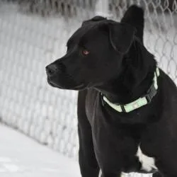 Marshall Tucker thumbnail 5