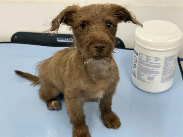 A baby small-sized male Cairn Terrier dog named Stew for adoption in Mesa, AZ