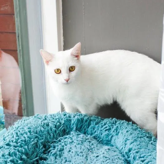 A baby medium-sized female Domestic Short Hair cat named Marshmallow for adoption in St. Louis, MO