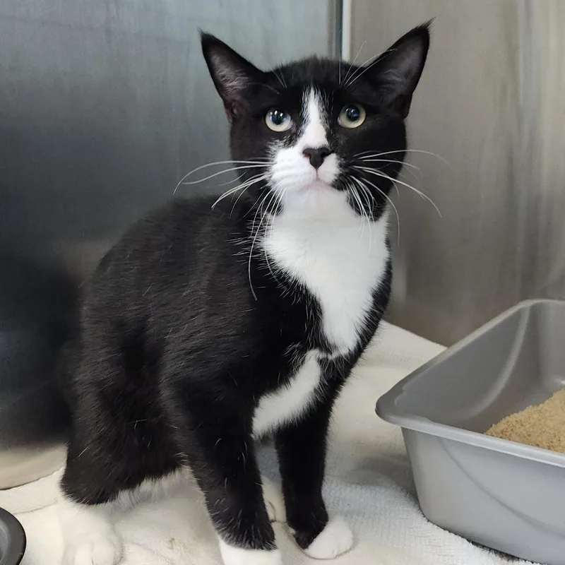 A young medium-sized male Black Domestic Short Hair cat named Xaden for adoption in Clearwater, FL