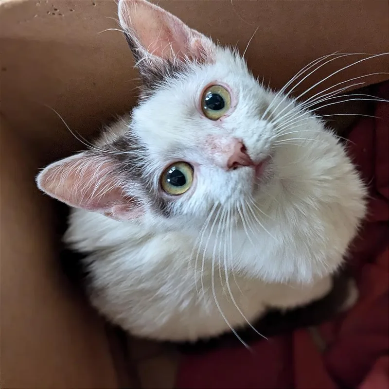 An adult small-sized female White Domestic Short Hair cat named Lillian for adoption in Pacific Palisades, CA