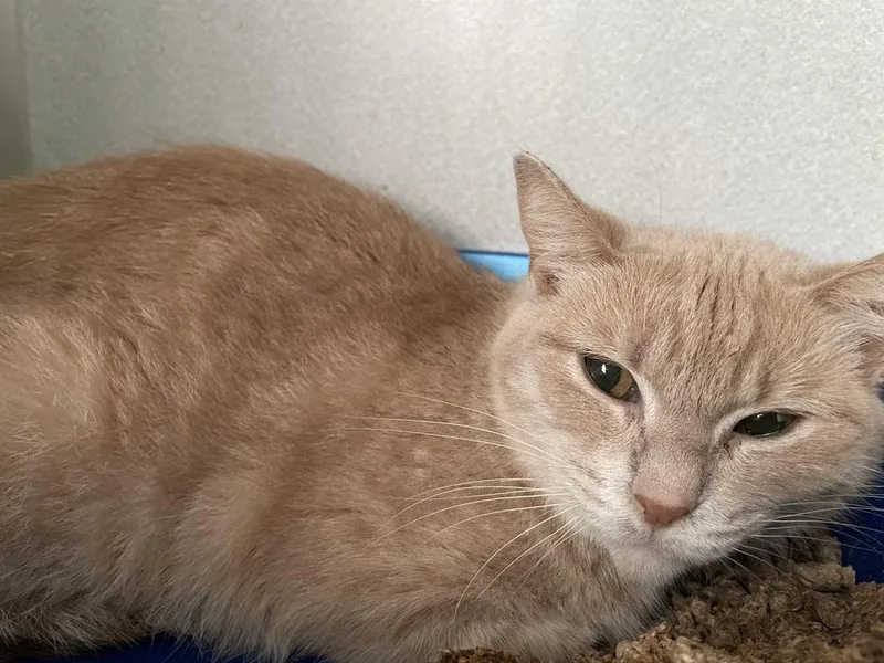 An adult small-sized female Domestic Short Hair cat named Bubble Yum for adoption in Ferndale, MI