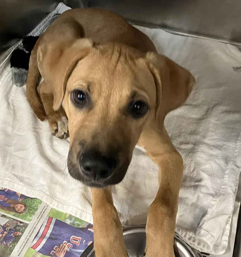 A baby medium-sized female Yellow / Tan / Blond / Fawn Mixed Breed dog named Fox for adoption in Parma, OH