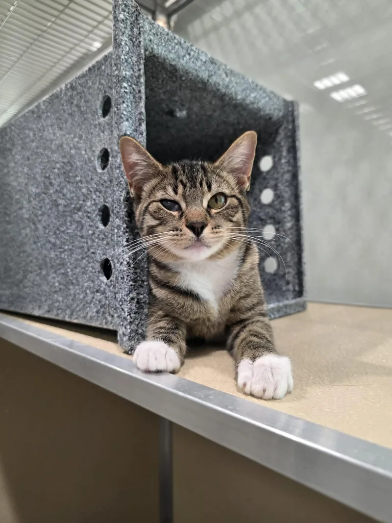 A baby medium-sized female Tabby (Buff / Tan / Fawn) Domestic Short Hair cat named Wren for adoption in Umatilla, FL