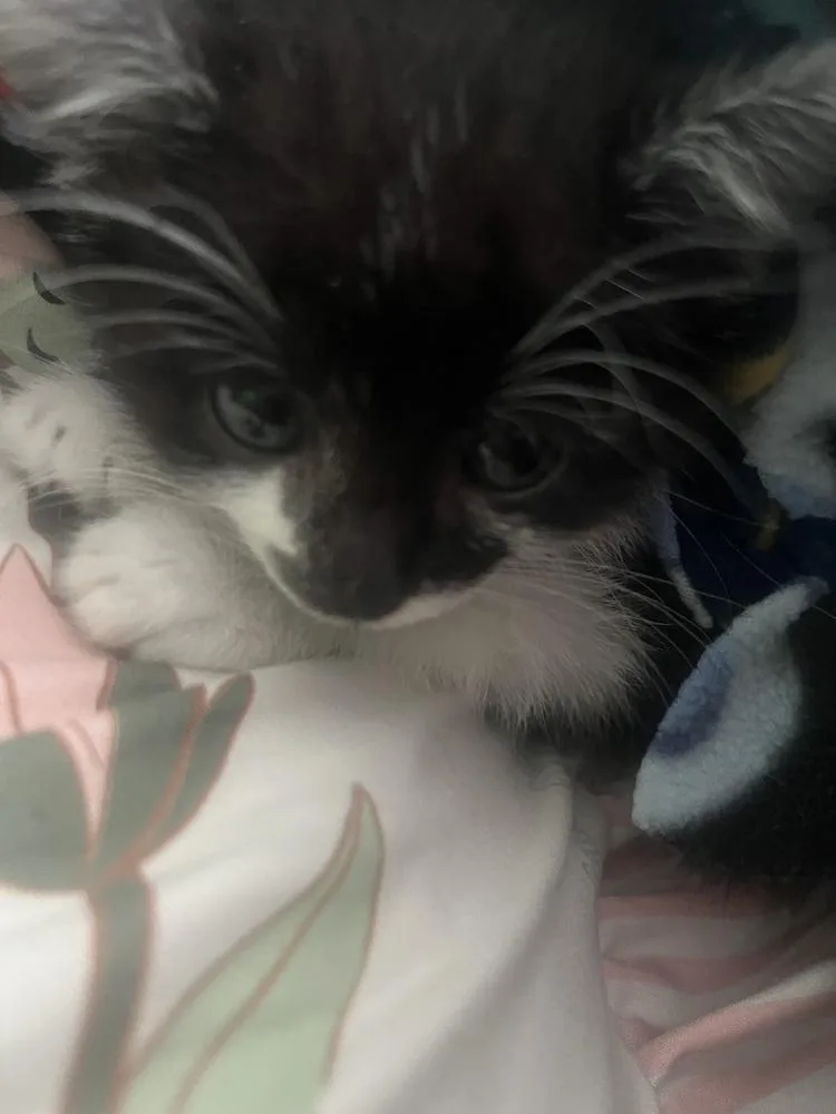 A baby small-sized male Black & White / Tuxedo Domestic Short Hair cat named Mr. Krabs for adoption in Dallas, TX