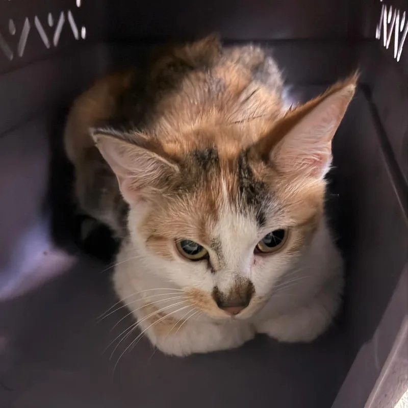 A young medium-sized female Calico Domestic Short Hair cat named Cheerios for adoption in Charlottesville, VA