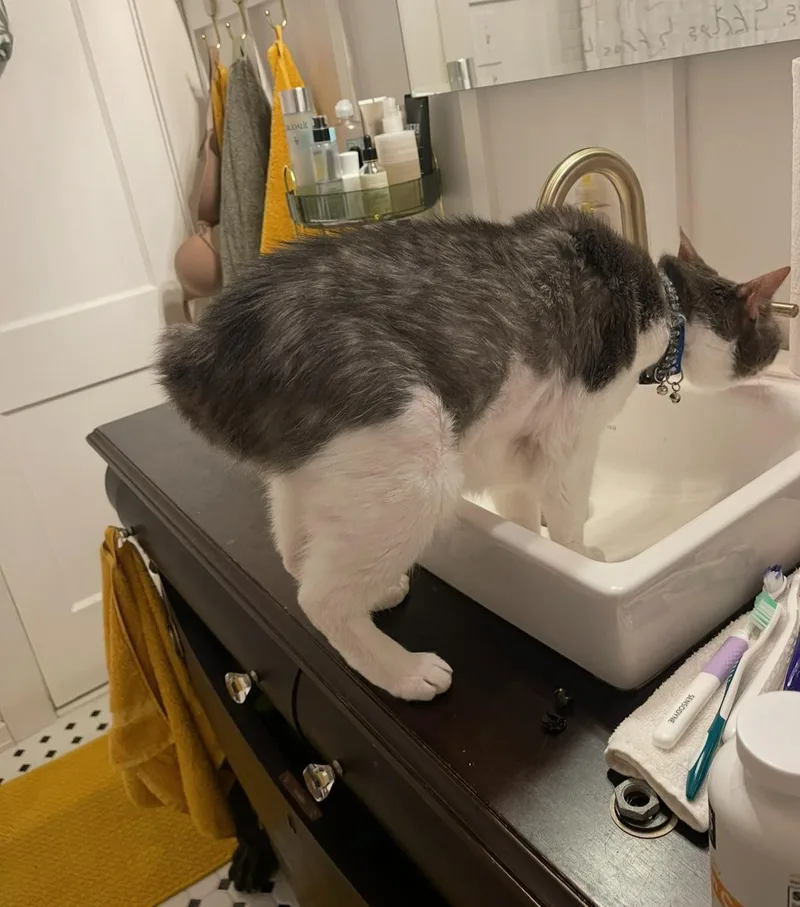 A senior medium-sized female Gray & White Domestic Short Hair cat named Cairo for adoption in Norfolk, VA