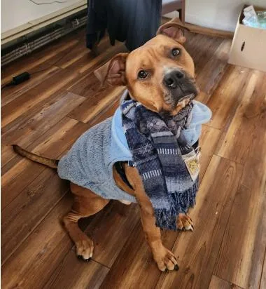 An adult large-sized male Golden Mixed Breed dog named Moose for adoption in Berkeley Springs, WV