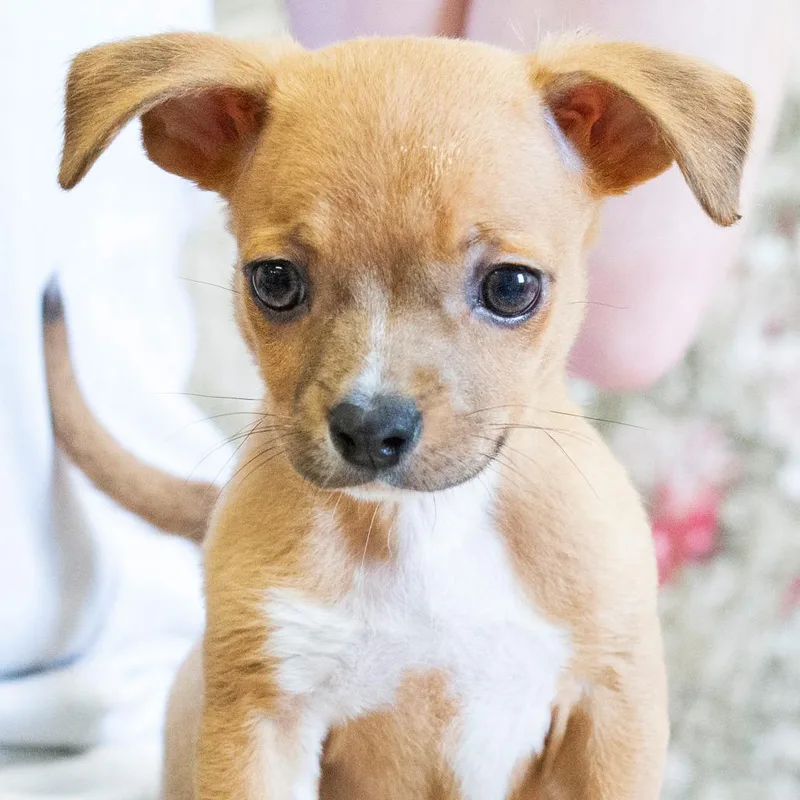 A baby small-sized male Yellow / Tan / Blond / Fawn Mixed Breed dog named Gronk for adoption in Cartersville, GA