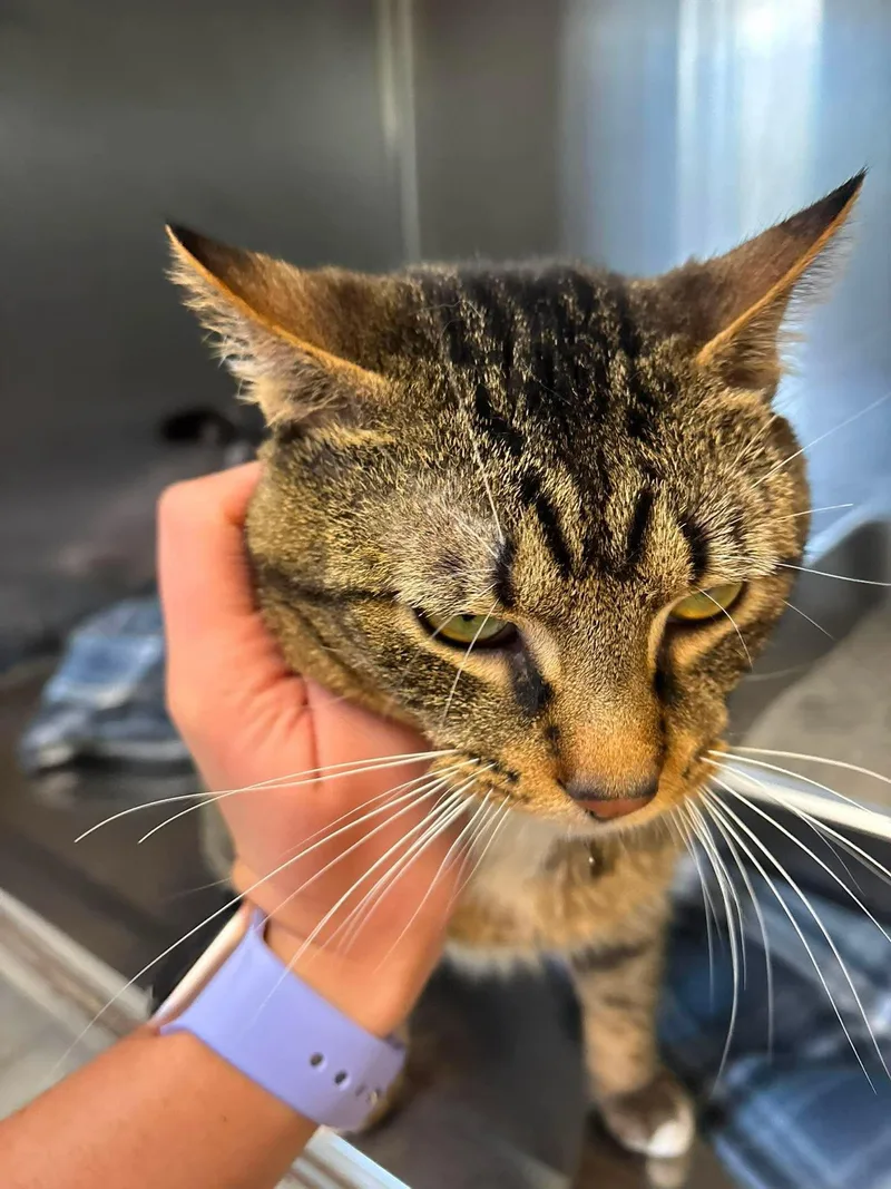 An adult large-sized male Tabby (Buff / Tan / Fawn) Domestic Short Hair cat named Romeo for adoption in Lock Haven, PA