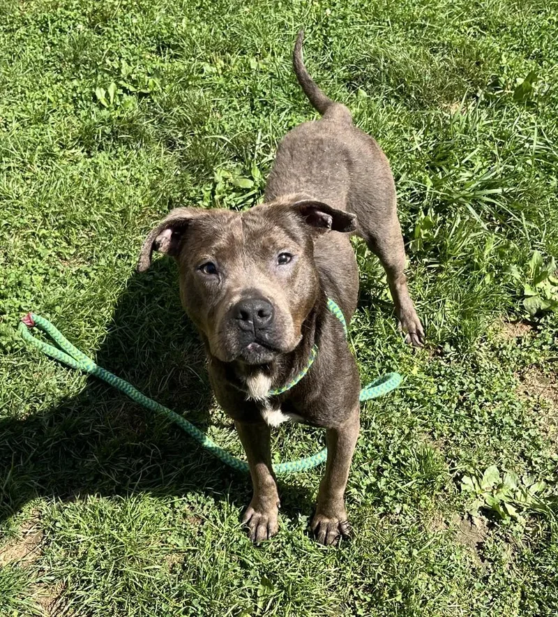 A young medium-sized male Mixed Breed dog named Atlas for adoption in Youngstown, OH