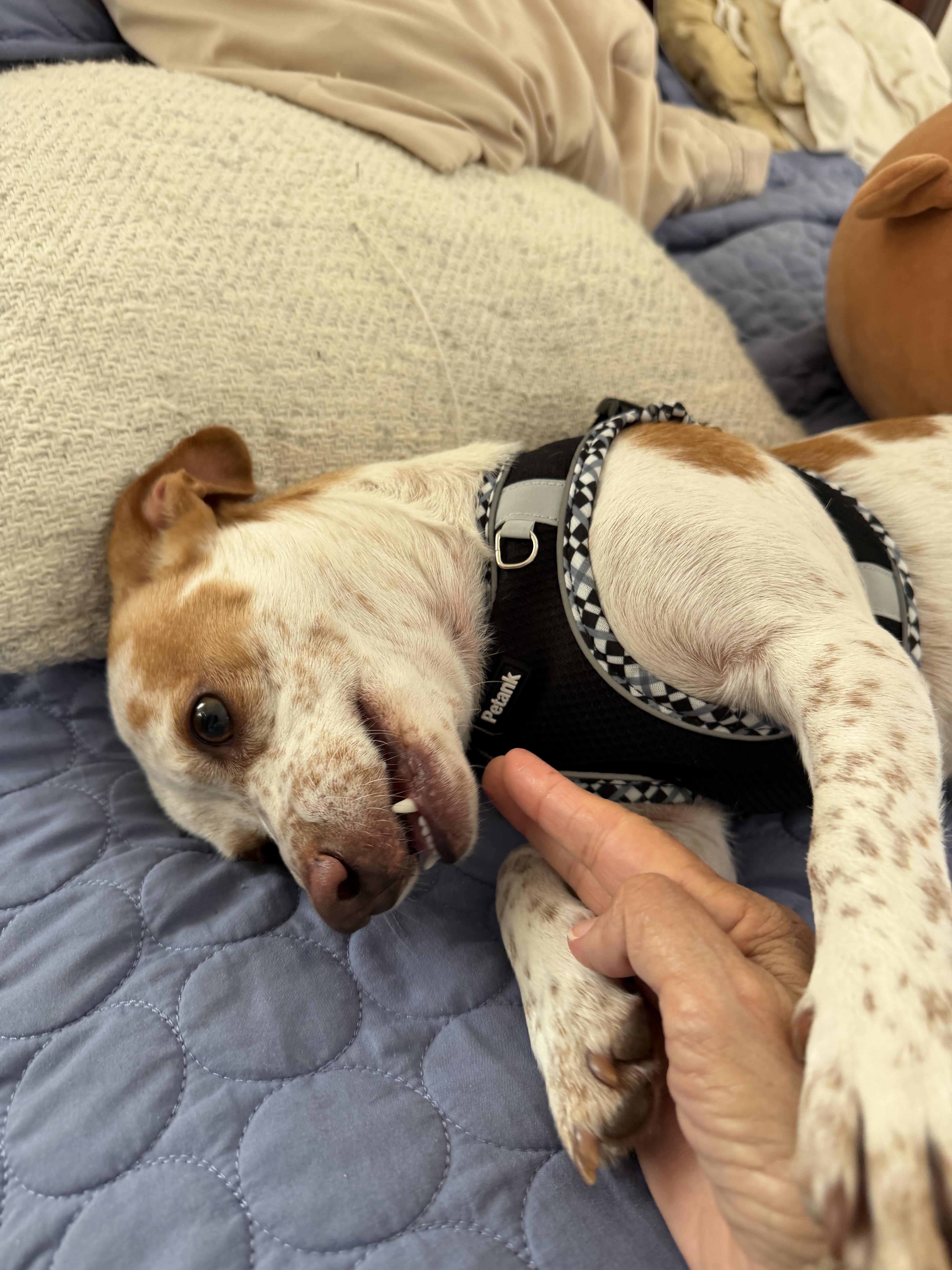 A young small-sized female Jack Russell Terrier dog named Rosie for adoption in Davis, CA