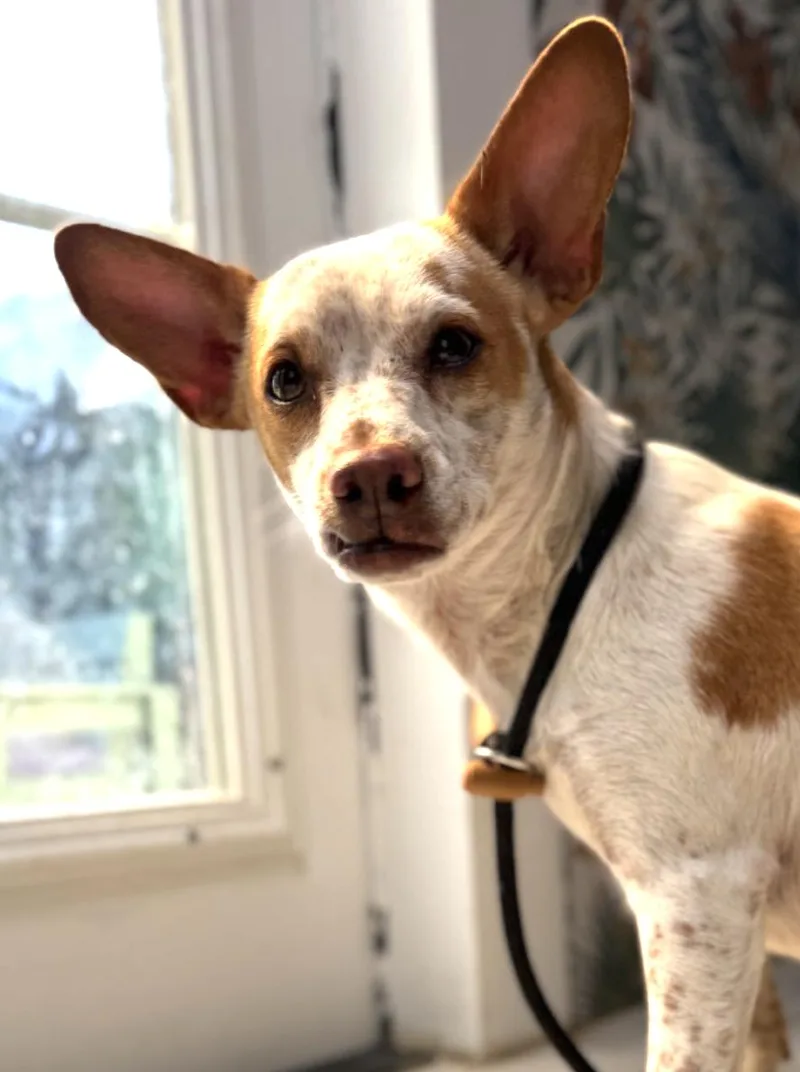 Rosie thumbnail 6