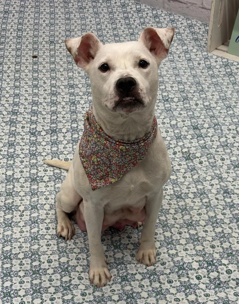 An adult medium-sized female American Bulldog dog named Felicita for adoption in Detroit, MI