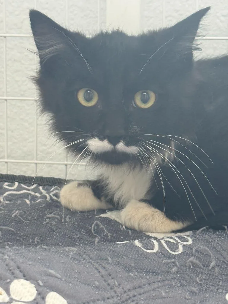 A baby small-sized male Domestic Long Hair cat named Stache for adoption in Brookings, OR