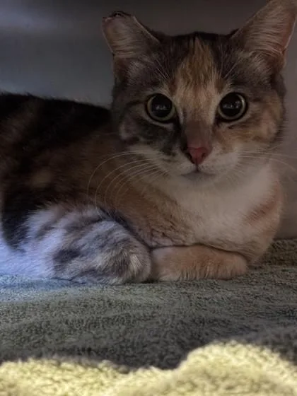 An adult small-sized female Domestic Short Hair cat named Cere for adoption in Roseville, CA