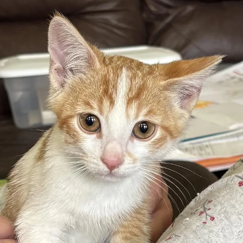 A baby small-sized male Orange / Red Domestic Short Hair cat named Yuzu for adoption in Grantsville, UT