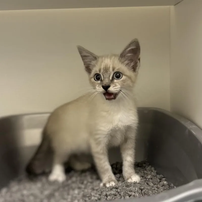 A baby small-sized female White Siamese cat named Ramble for adoption in League City, TX