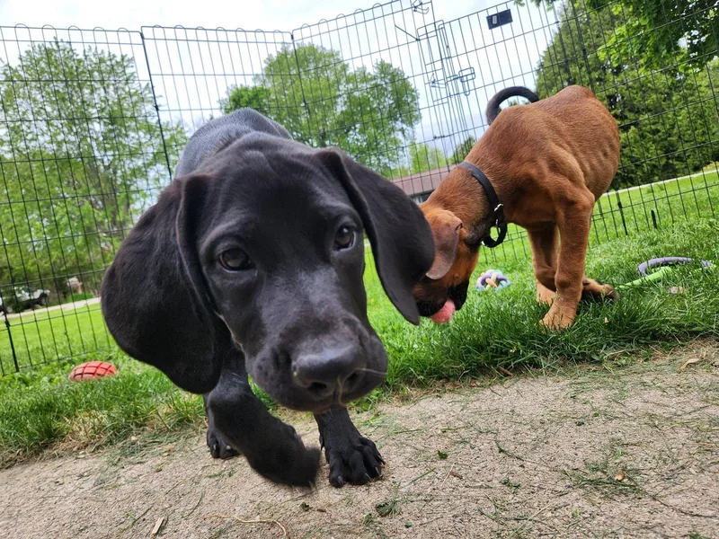 A baby extra large-sized female Hound dog named Cinder for adoption in New London, WI