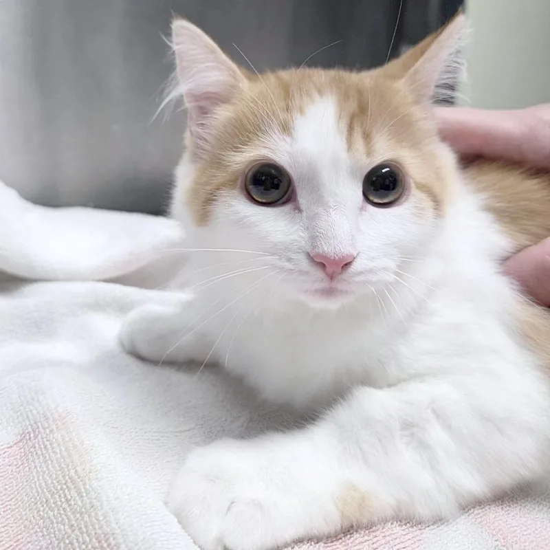 A baby small-sized female Orange / Red Domestic Medium Hair cat named Kayda for adoption in Providence, RI