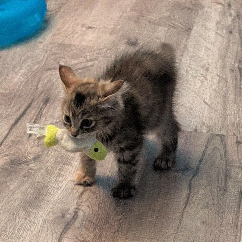 A baby medium-sized female Domestic Short Hair cat named Pillow for adoption in Lincoln, CA