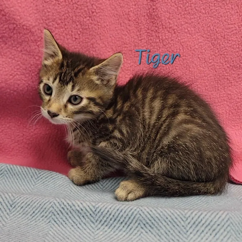 A baby small-sized male Brown / Chocolate Domestic Short Hair cat named Tiger for adoption in Parkersburg, WV