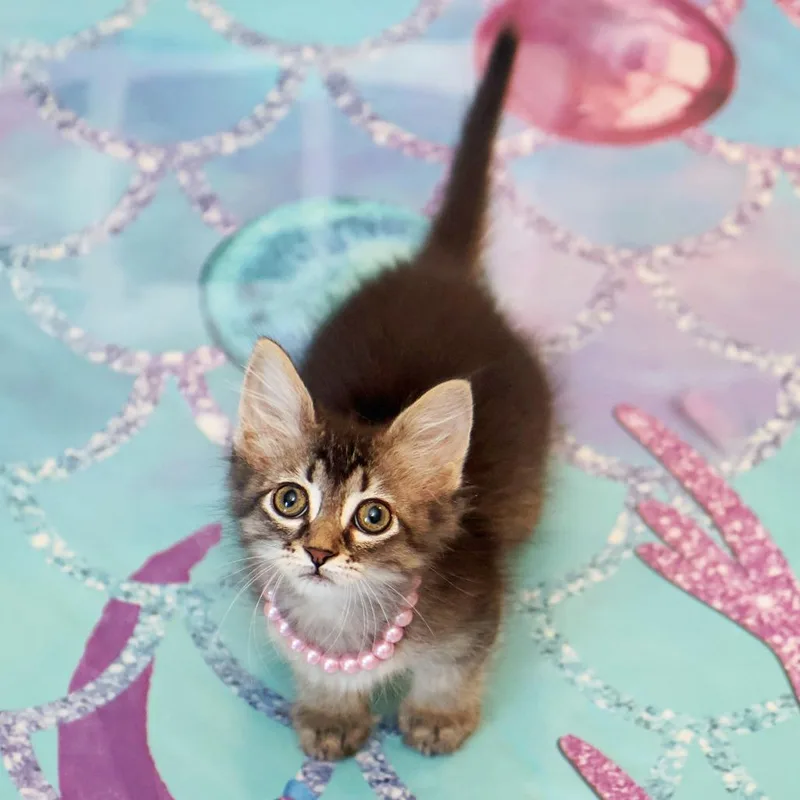 A baby small-sized female Brown / Chocolate Domestic Long Hair cat named Ophelia for adoption in FAIRWAY, KS