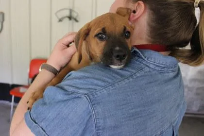 A young large-sized male Labrador Retriever dog named Sawyer for adoption in Kansas City, MO