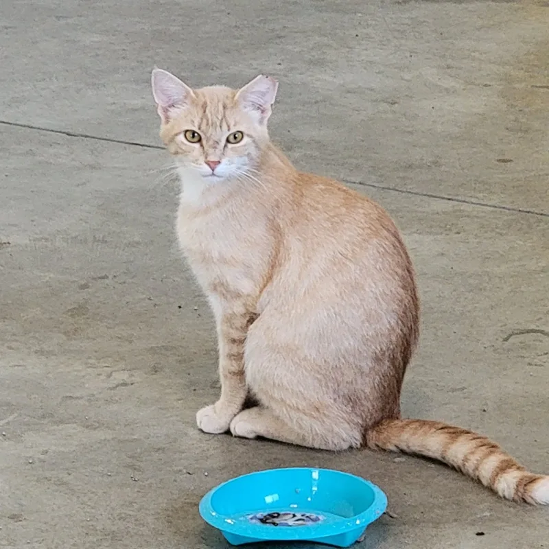An adult medium-sized male Domestic Short Hair cat named Johnny for adoption in Wyandotte, MI