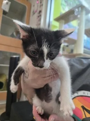 A baby small-sized male Domestic Short Hair cat named Eclair for adoption in Savannah, GA