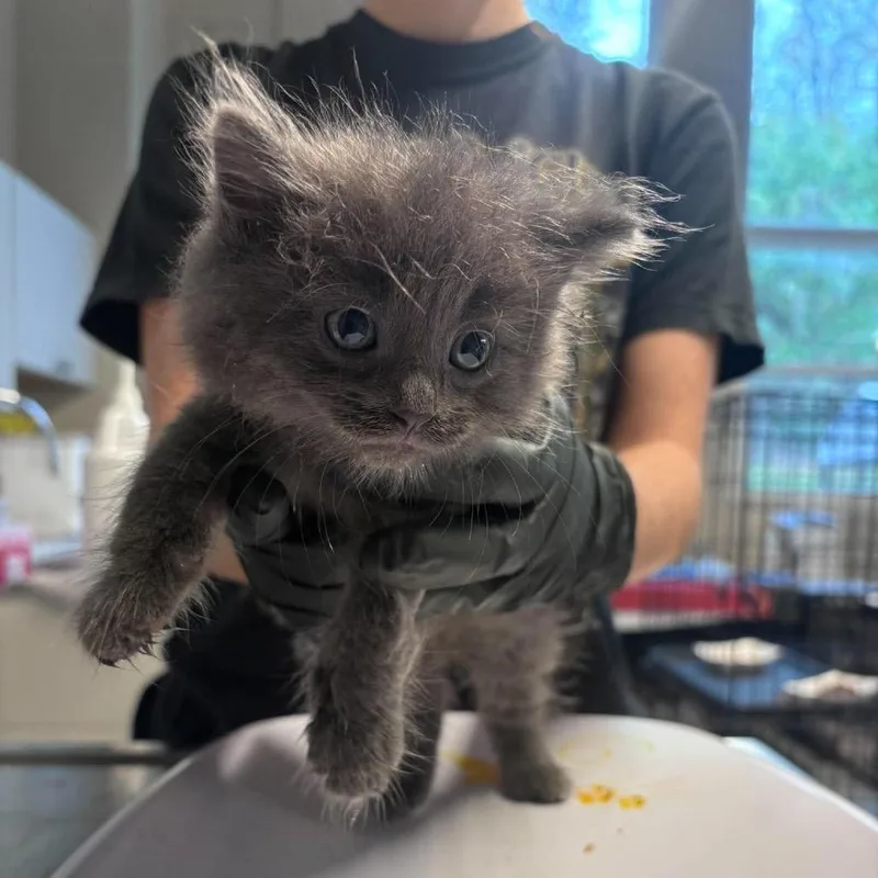 A baby small-sized male Gray / Blue / Silver American Shorthair cat named Carry for adoption in Huntington, WV