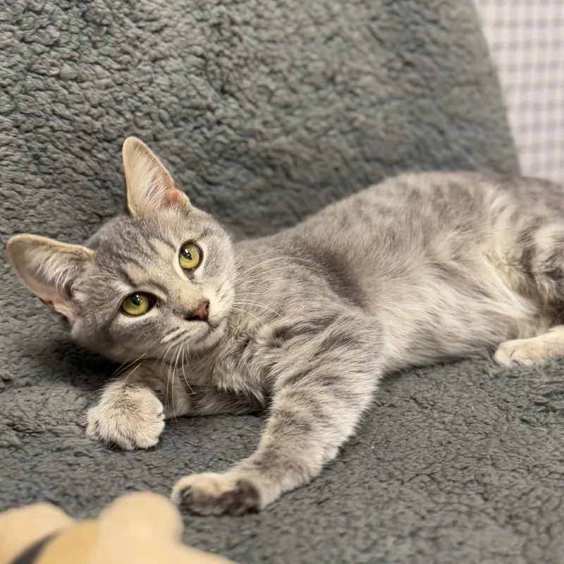 A young medium-sized female Gray / Blue / Silver Domestic Short Hair cat named Polly for adoption in Ridgely, MD