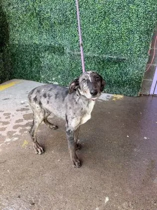 A baby medium-sized male Gray / Blue / Silver Australian Cattle Dog / Blue Heeler dog named 61800971 for adoption in El Paso, TX