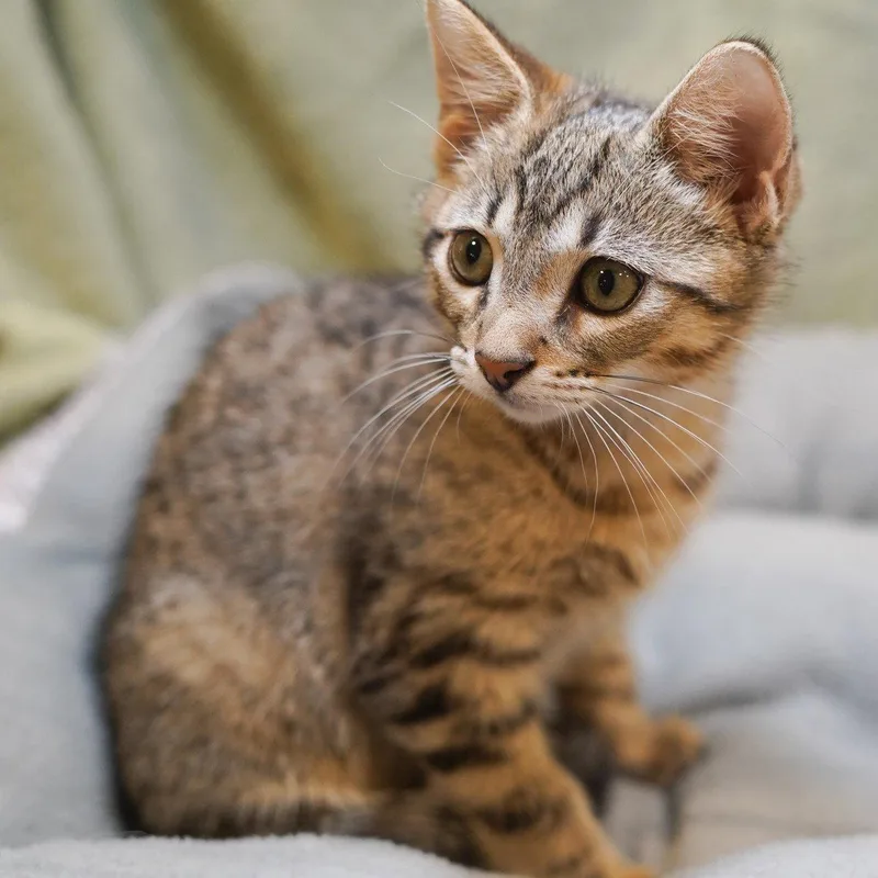 A baby medium-sized male Tabby cat named Oscar for adoption in Garland, TX