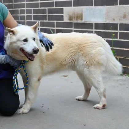 A senior large-sized male Mixed Breed dog named Bolt for adoption in Chamblee, GA