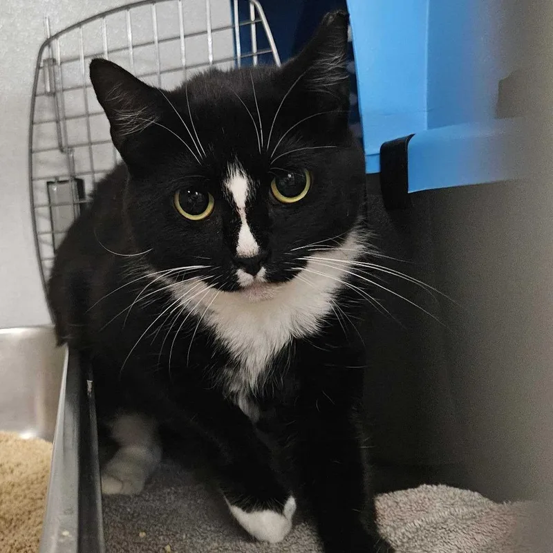 An adult medium-sized female Black Domestic Medium Hair cat named Daphne Working Cat for adoption in Dover, NH